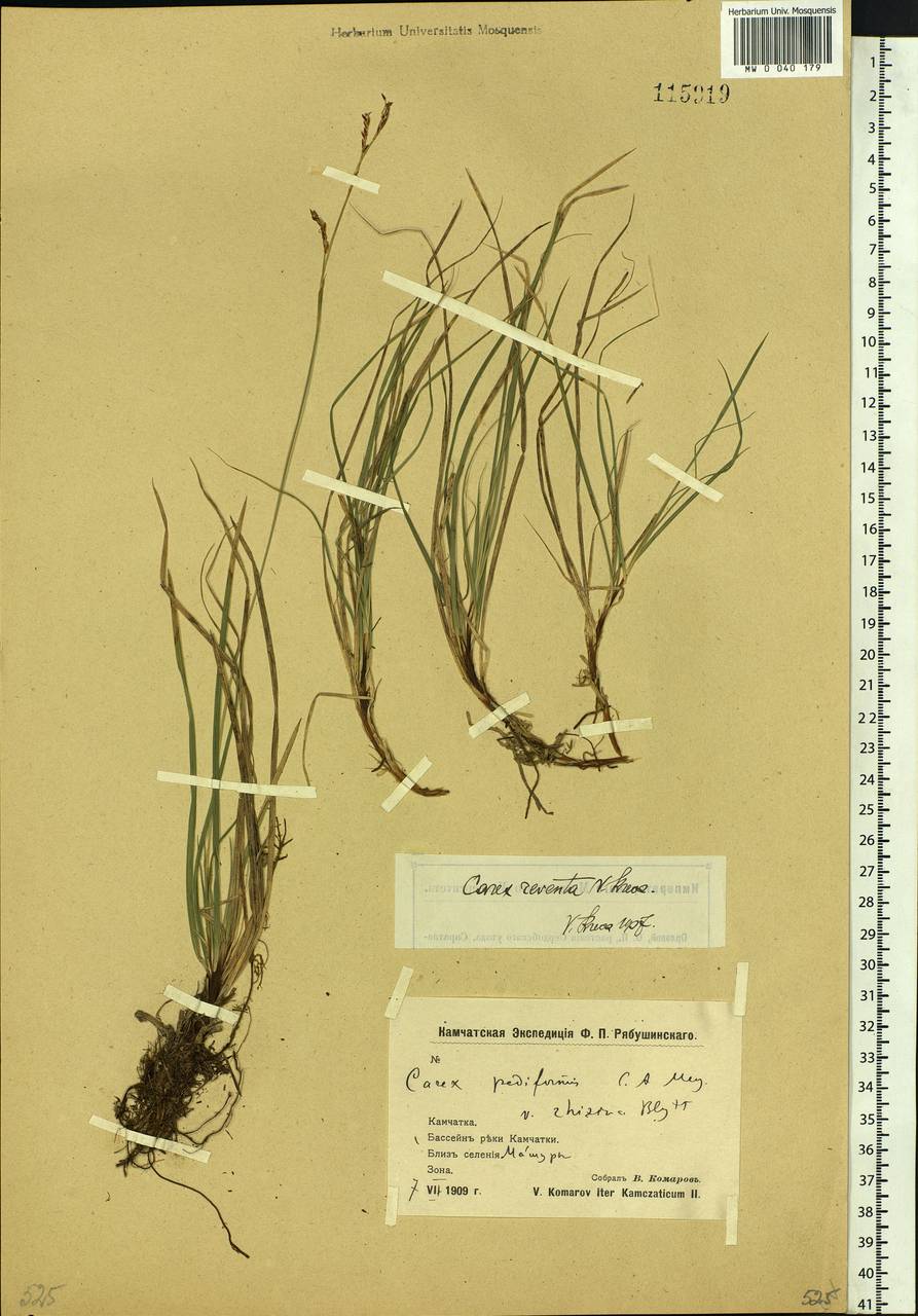 Carex rhizina subsp. reventa (V.I.Krecz.) T.V.Egorova, Siberia, Chukotka & Kamchatka (S7) (Russia)