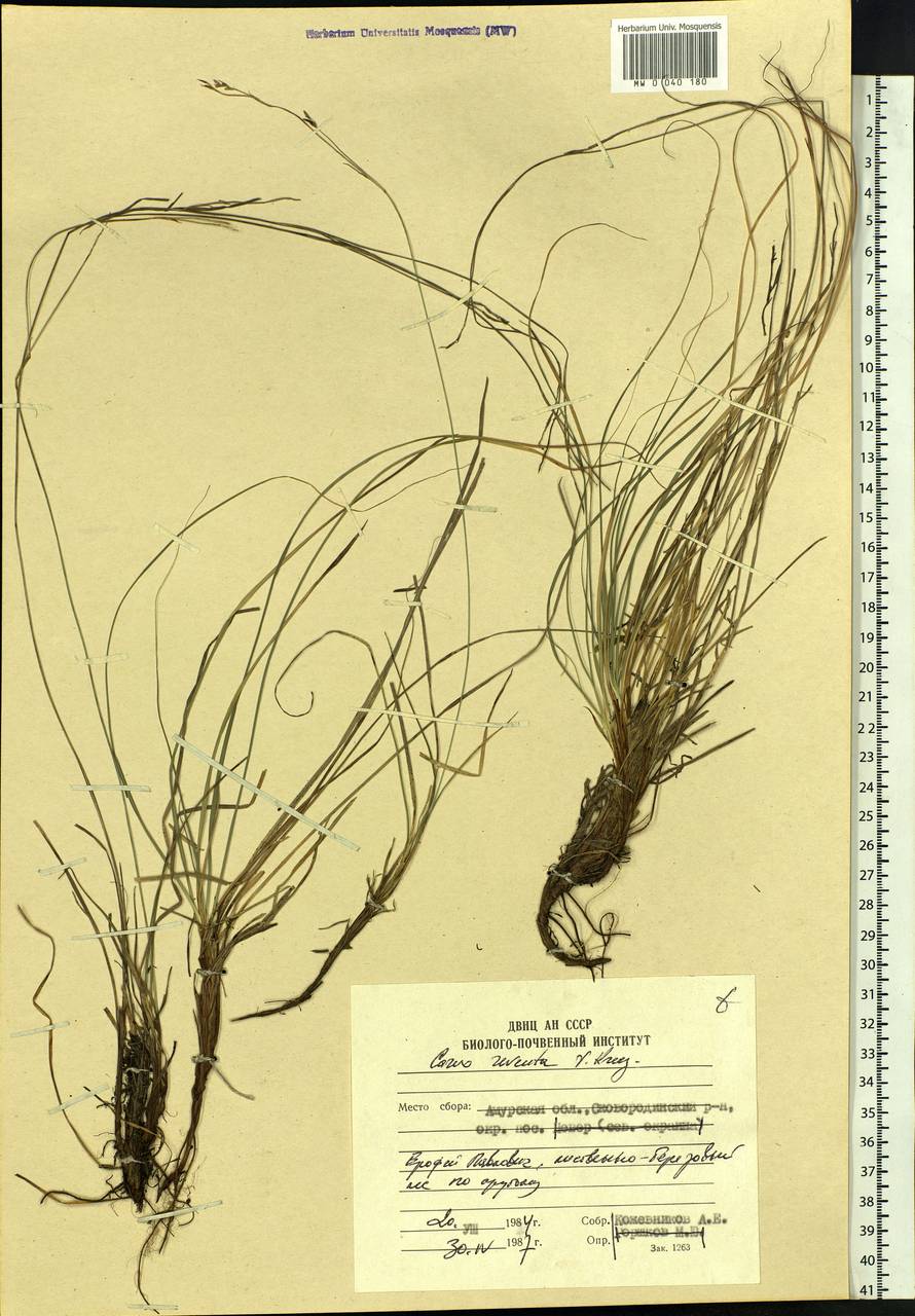 Carex rhizina subsp. reventa (V.I.Krecz.) T.V.Egorova, Siberia, Russian Far East (S6) (Russia)