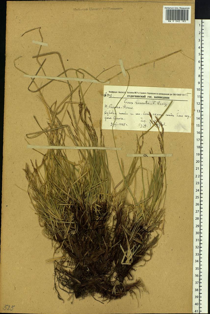 Carex rhizina subsp. reventa (V.I.Krecz.) T.V.Egorova, Siberia, Russian Far East (S6) (Russia)