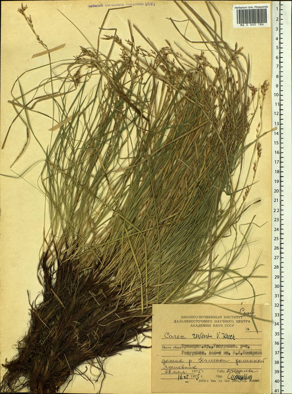 Carex rhizina subsp. reventa (V.I.Krecz.) T.V.Egorova, Siberia, Russian Far East (S6) (Russia)
