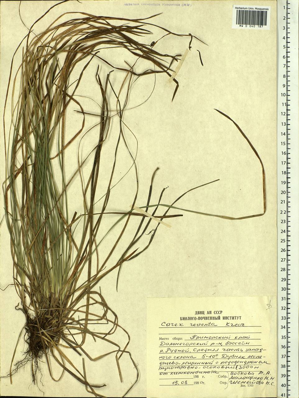 Carex rhizina subsp. reventa (V.I.Krecz.) T.V.Egorova, Siberia, Russian Far East (S6) (Russia)