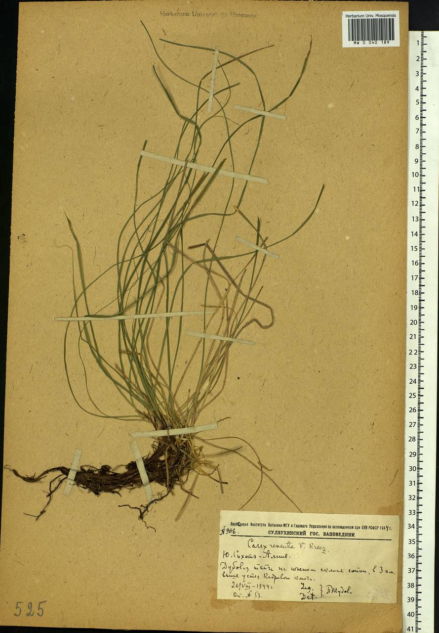 Carex rhizina subsp. reventa (V.I.Krecz.) T.V.Egorova, Siberia, Russian Far East (S6) (Russia)