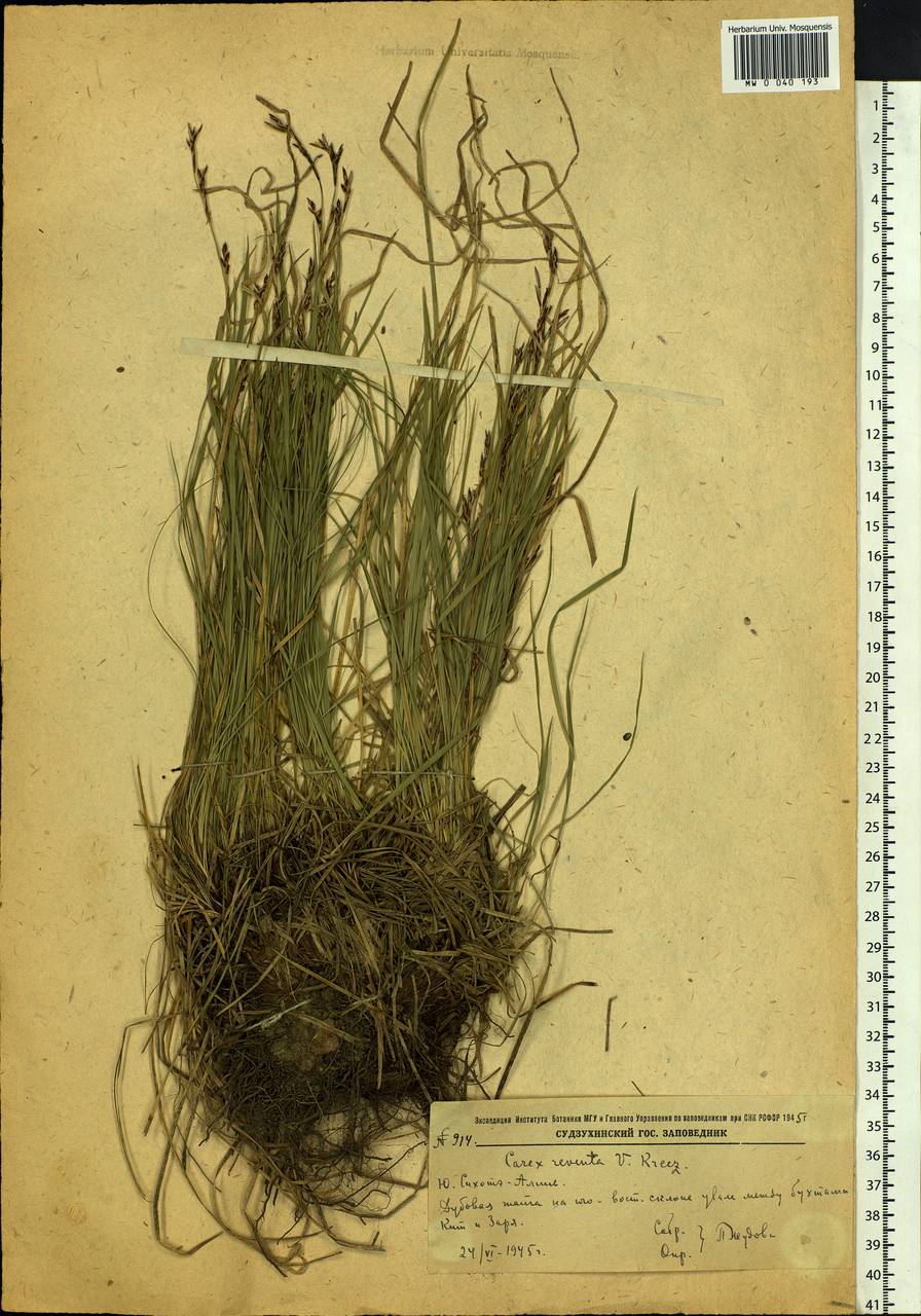 Carex rhizina subsp. reventa (V.I.Krecz.) T.V.Egorova, Siberia, Russian Far East (S6) (Russia)