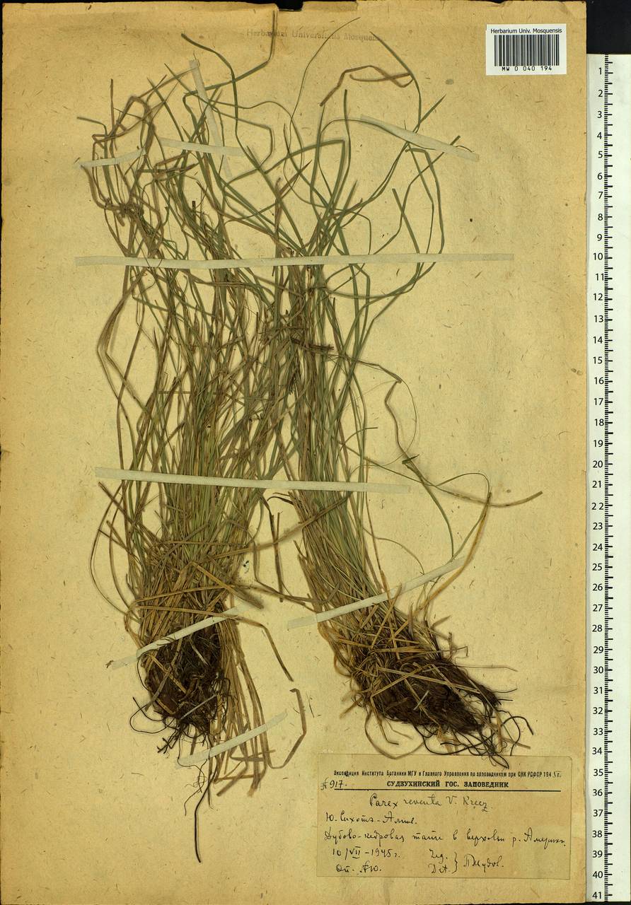 Carex rhizina subsp. reventa (V.I.Krecz.) T.V.Egorova, Siberia, Russian Far East (S6) (Russia)