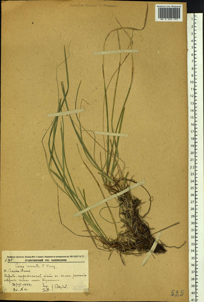 Carex rhizina subsp. reventa (V.I.Krecz.) T.V.Egorova, Siberia, Russian Far East (S6) (Russia)