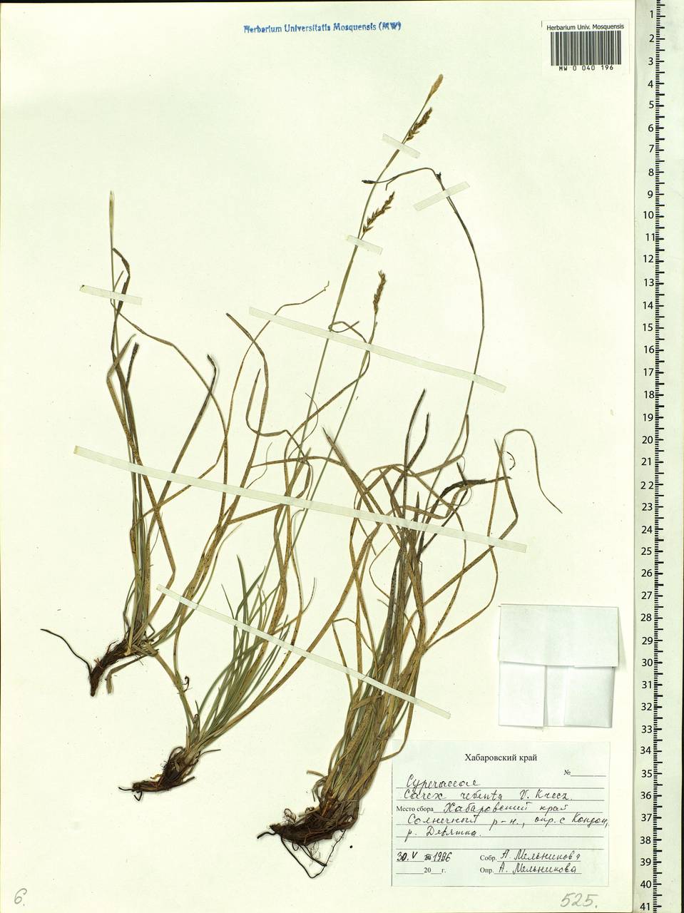 Carex rhizina subsp. reventa (V.I.Krecz.) T.V.Egorova, Siberia, Russian Far East (S6) (Russia)