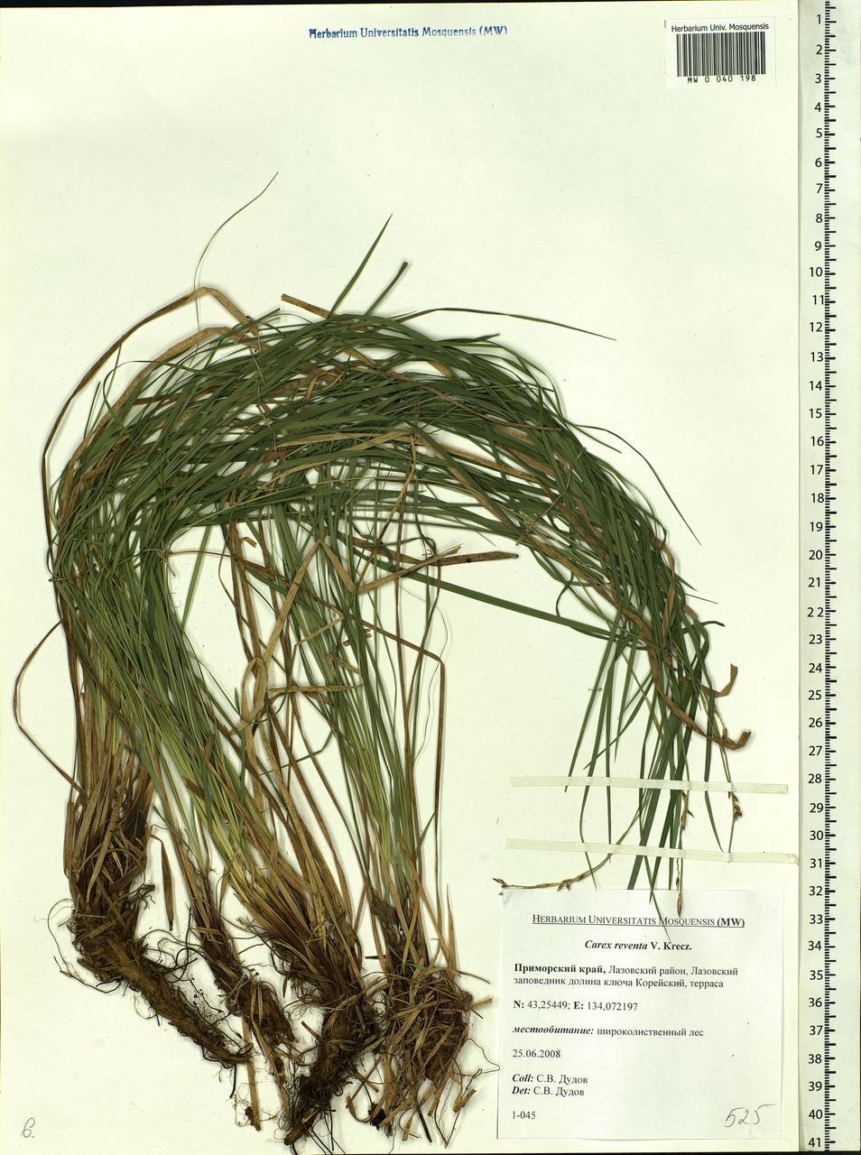 Carex rhizina subsp. reventa (V.I.Krecz.) T.V.Egorova, Siberia, Russian Far East (S6) (Russia)