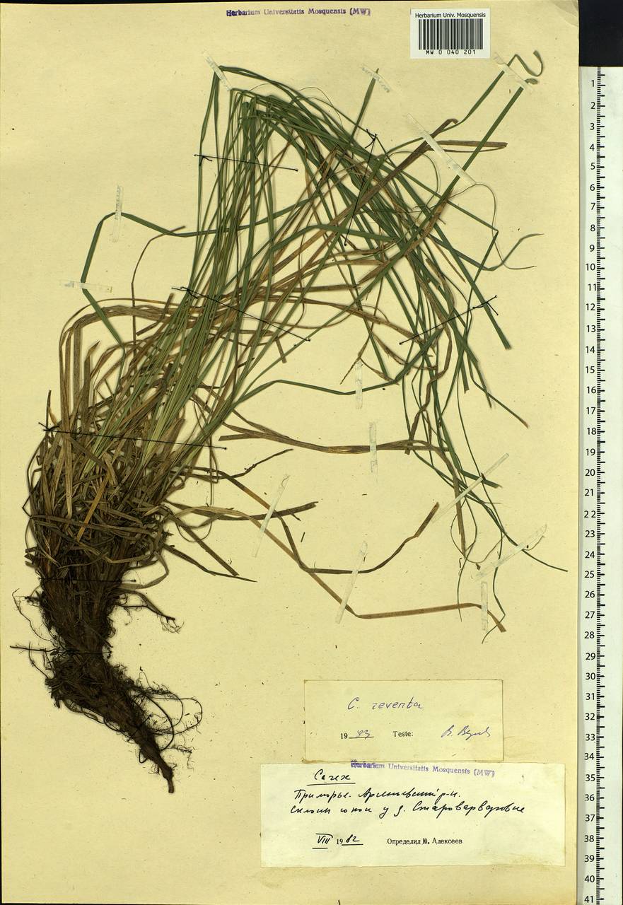 Carex rhizina subsp. reventa (V.I.Krecz.) T.V.Egorova, Siberia, Russian Far East (S6) (Russia)
