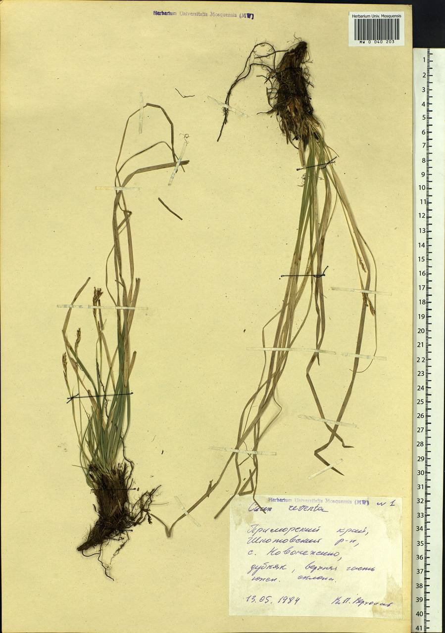 Carex rhizina subsp. reventa (V.I.Krecz.) T.V.Egorova, Siberia, Russian Far East (S6) (Russia)