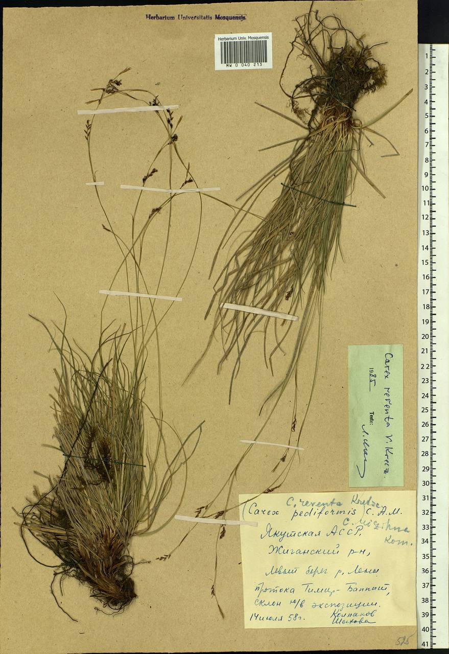 Carex rhizina subsp. reventa (V.I.Krecz.) T.V.Egorova, Siberia, Yakutia (S5) (Russia)