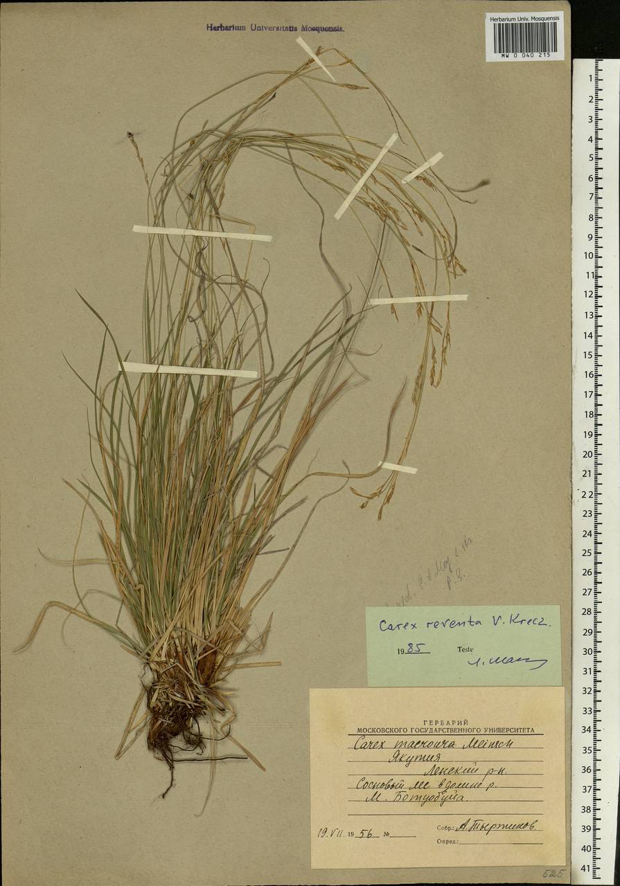 Carex rhizina subsp. reventa (V.I.Krecz.) T.V.Egorova, Siberia, Yakutia (S5) (Russia)
