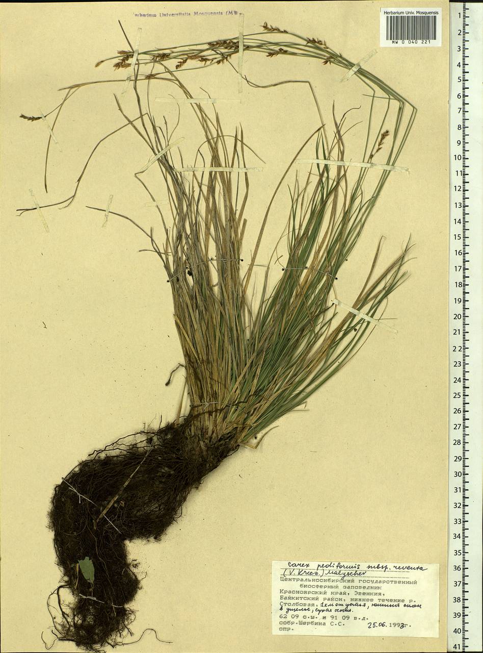 Carex rhizina subsp. reventa (V.I.Krecz.) T.V.Egorova, Siberia, Central Siberia (S3) (Russia)