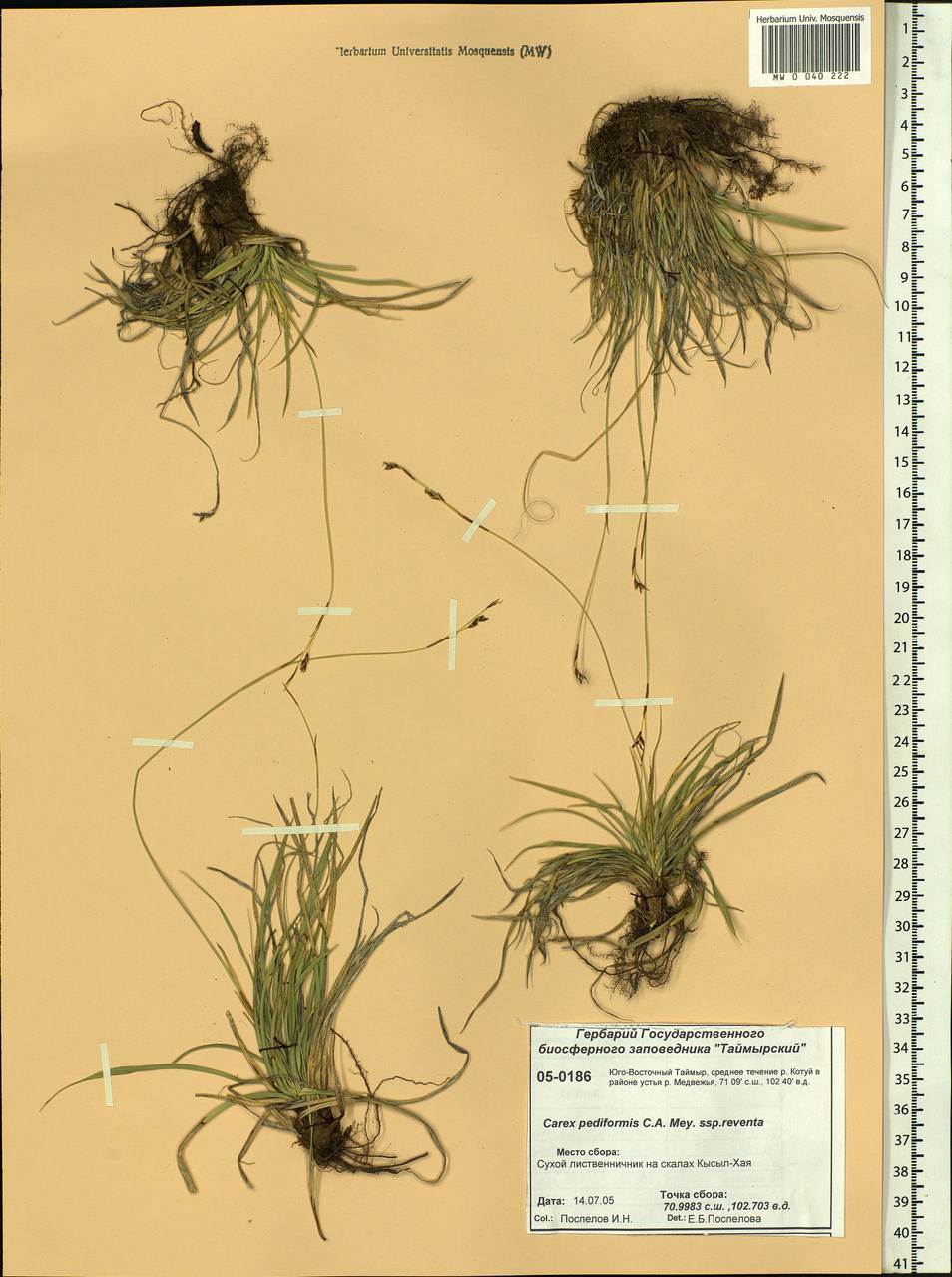 Carex rhizina subsp. reventa (V.I.Krecz.) T.V.Egorova, Siberia, Central Siberia (S3) (Russia)