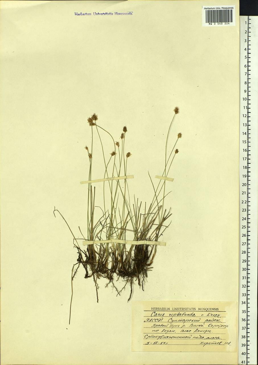 Carex reptabunda (Trautv.) V.I.Krecz., Siberia, Yakutia (S5) (Russia)