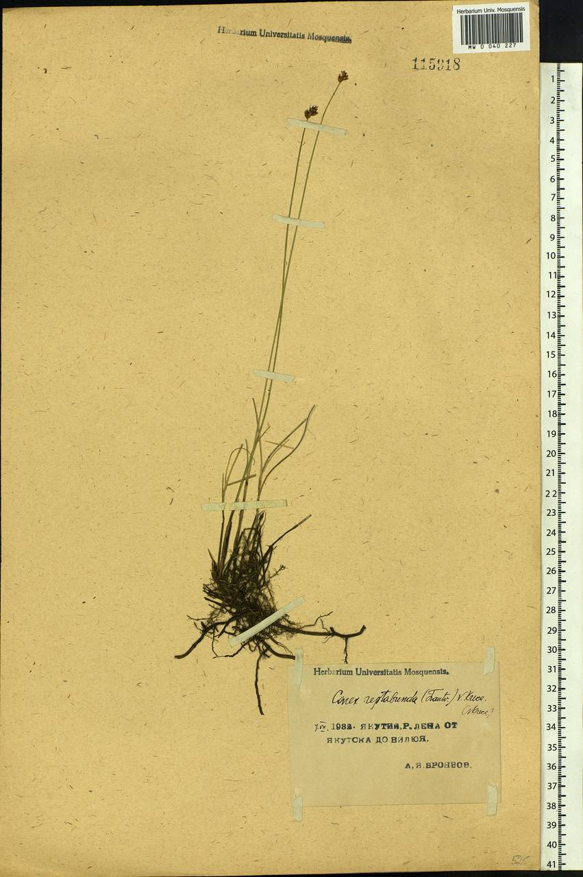Carex reptabunda (Trautv.) V.I.Krecz., Siberia, Yakutia (S5) (Russia)