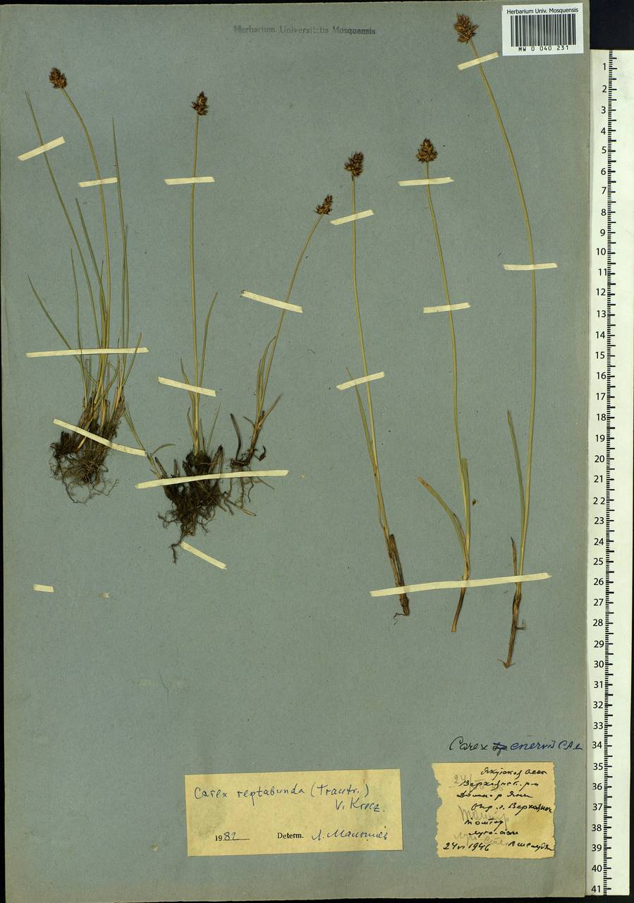 Carex reptabunda (Trautv.) V.I.Krecz., Siberia, Yakutia (S5) (Russia)