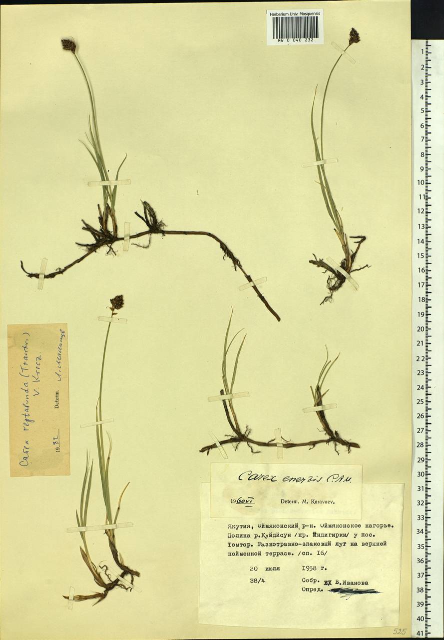 Carex reptabunda (Trautv.) V.I.Krecz., Siberia, Yakutia (S5) (Russia)