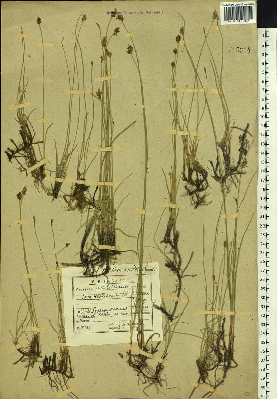 Carex reptabunda (Trautv.) V.I.Krecz., Siberia, Baikal & Transbaikal region (S4) (Russia)