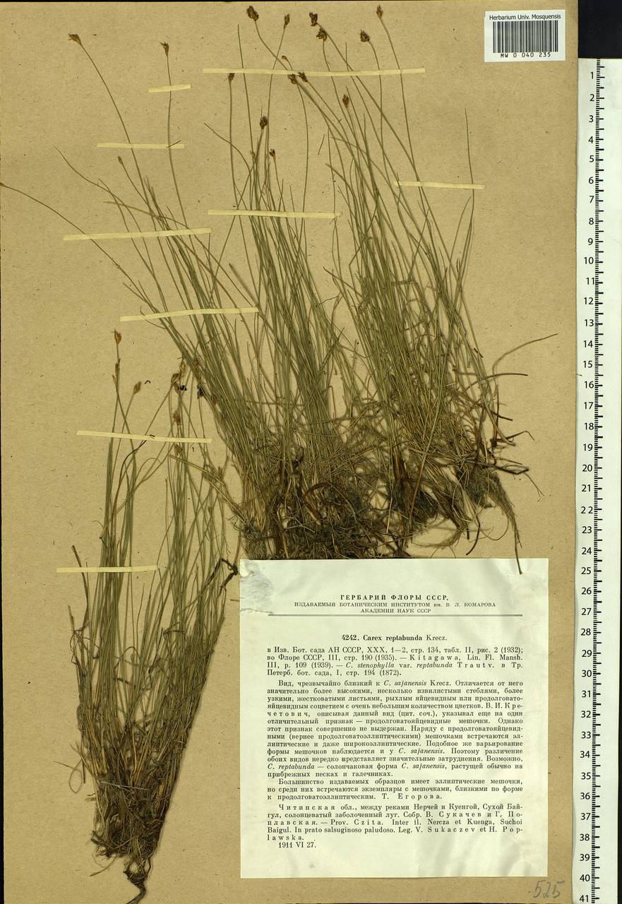 Carex reptabunda (Trautv.) V.I.Krecz., Siberia, Baikal & Transbaikal region (S4) (Russia)