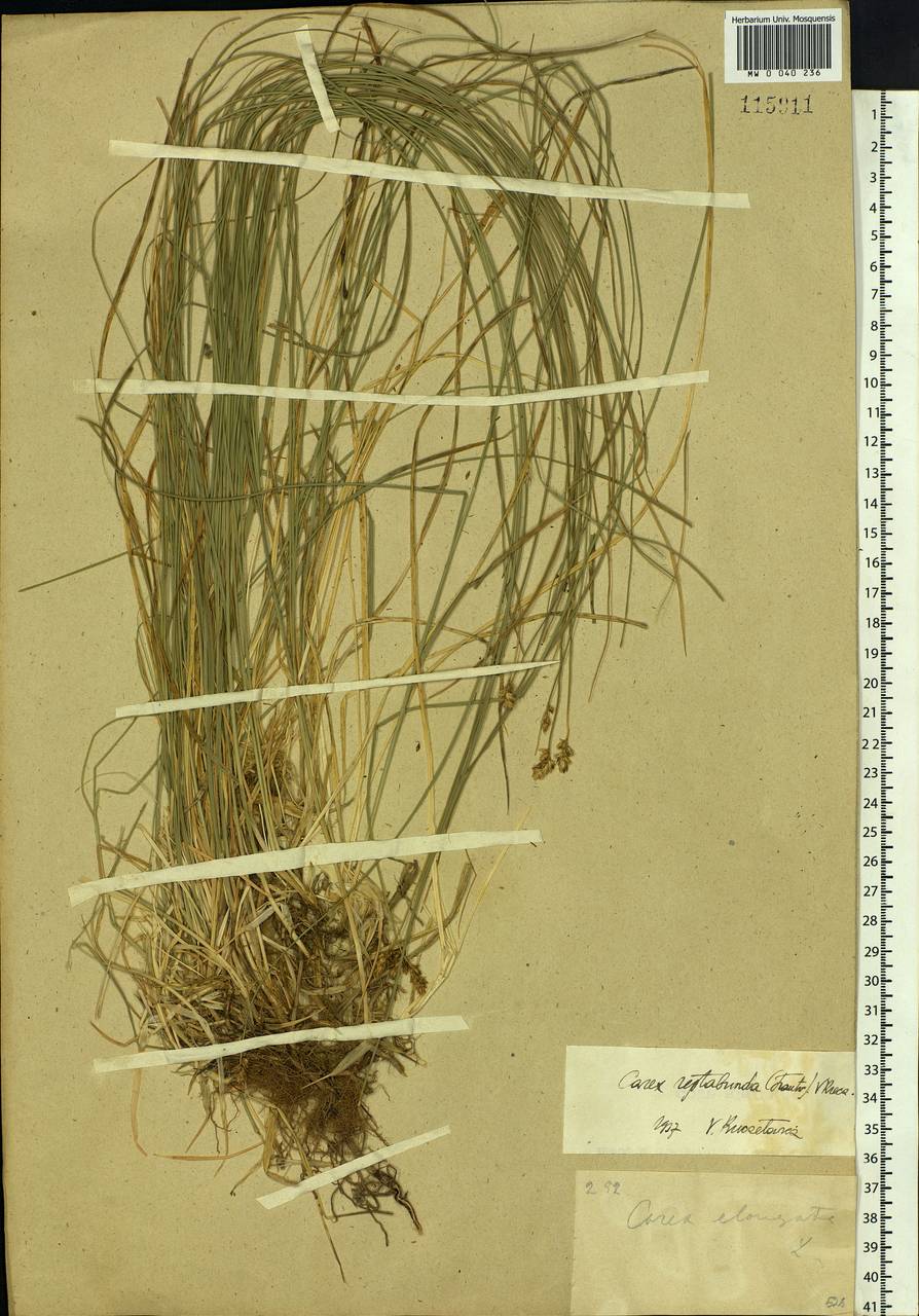 Carex reptabunda (Trautv.) V.I.Krecz., Siberia, Baikal & Transbaikal region (S4) (Russia)
