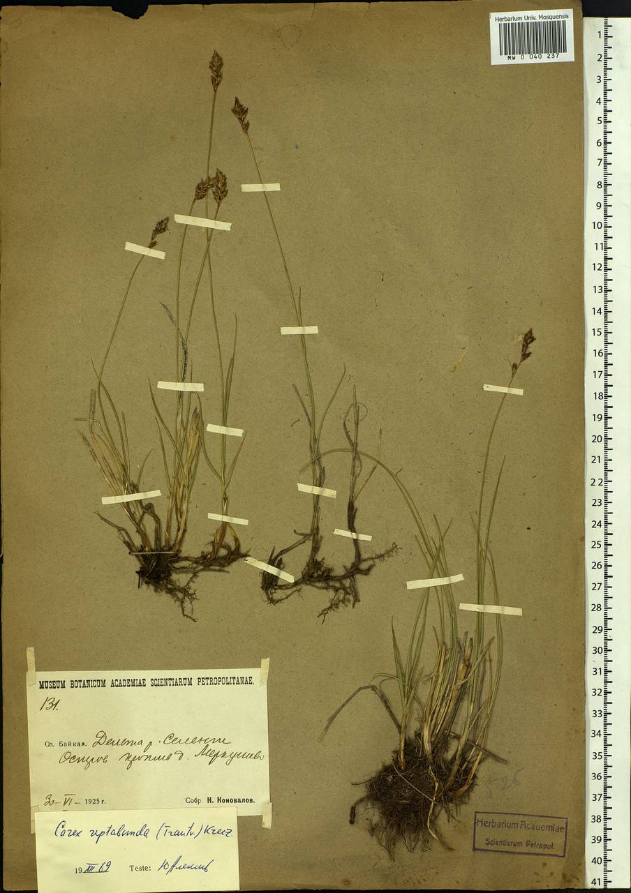 Carex reptabunda (Trautv.) V.I.Krecz., Siberia, Baikal & Transbaikal region (S4) (Russia)