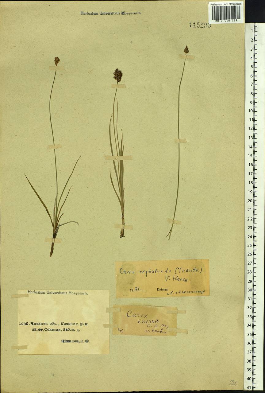 Carex reptabunda (Trautv.) V.I.Krecz., Siberia, Baikal & Transbaikal region (S4) (Russia)