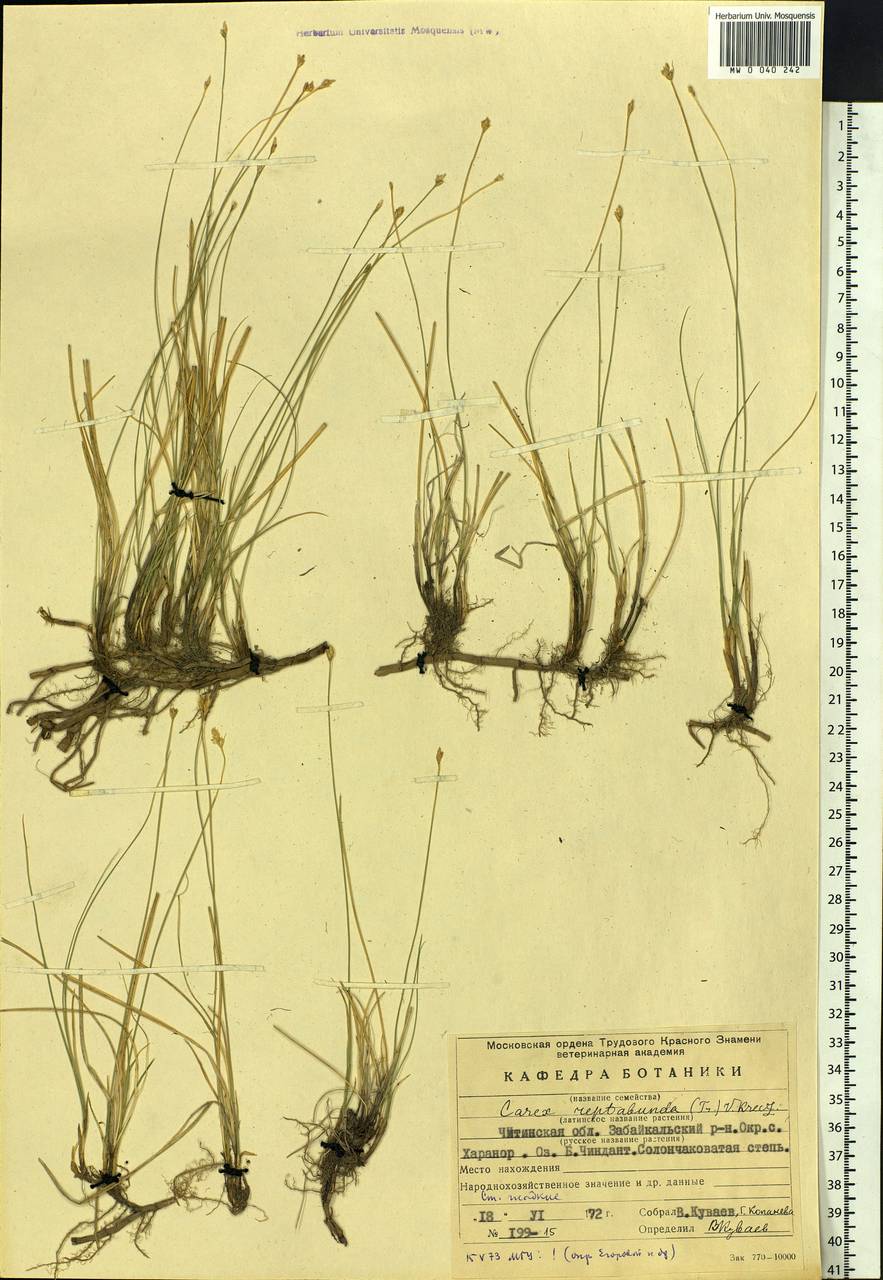 Carex reptabunda (Trautv.) V.I.Krecz., Siberia, Baikal & Transbaikal region (S4) (Russia)