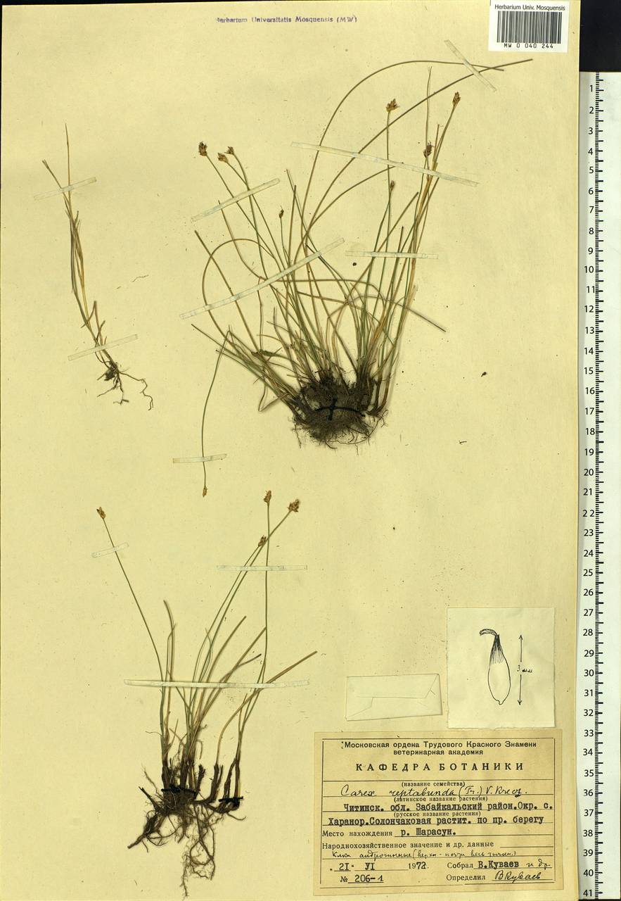 Carex reptabunda (Trautv.) V.I.Krecz., Siberia, Baikal & Transbaikal region (S4) (Russia)