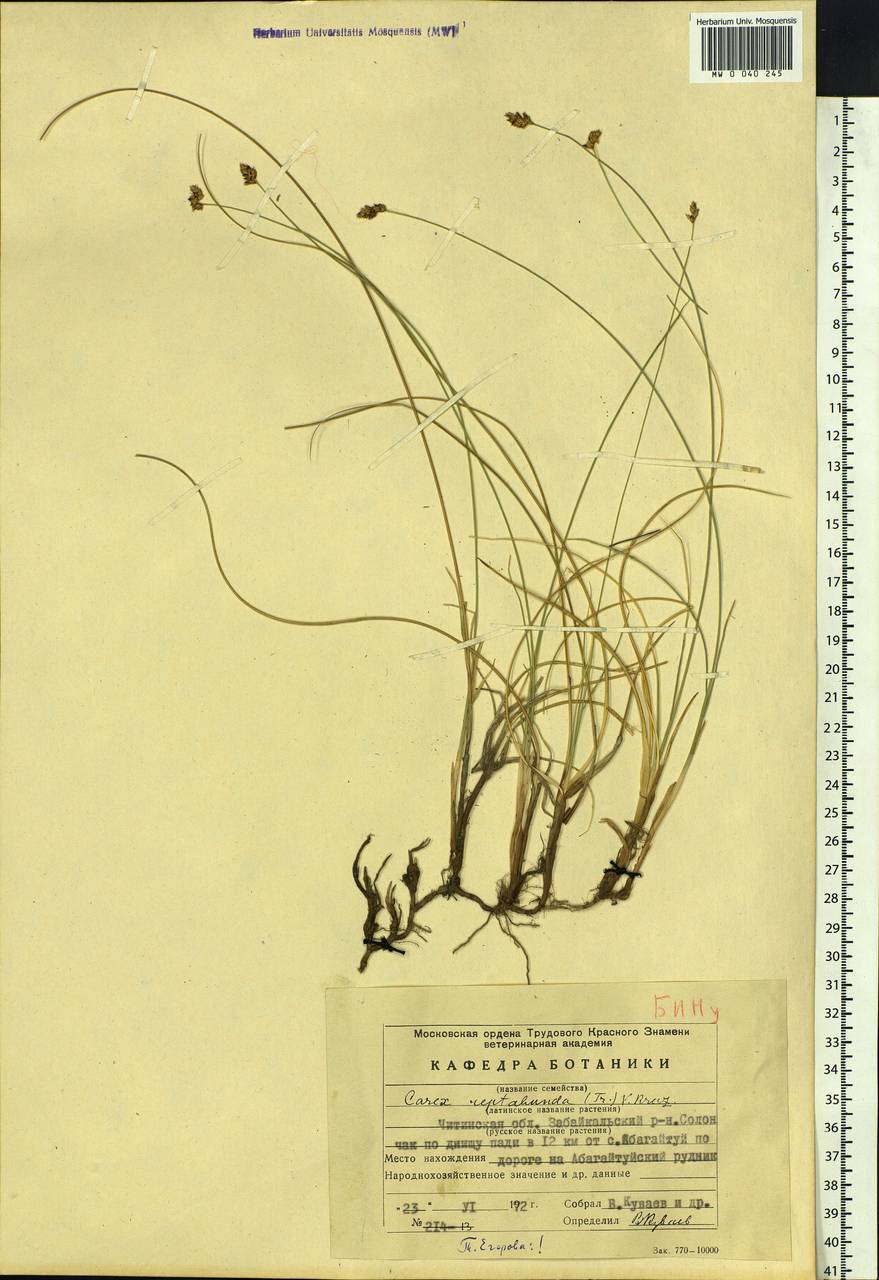 Carex reptabunda (Trautv.) V.I.Krecz., Siberia, Baikal & Transbaikal region (S4) (Russia)
