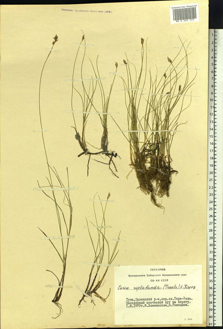 Carex reptabunda (Trautv.) V.I.Krecz., Siberia, Altai & Sayany Mountains (S2) (Russia)