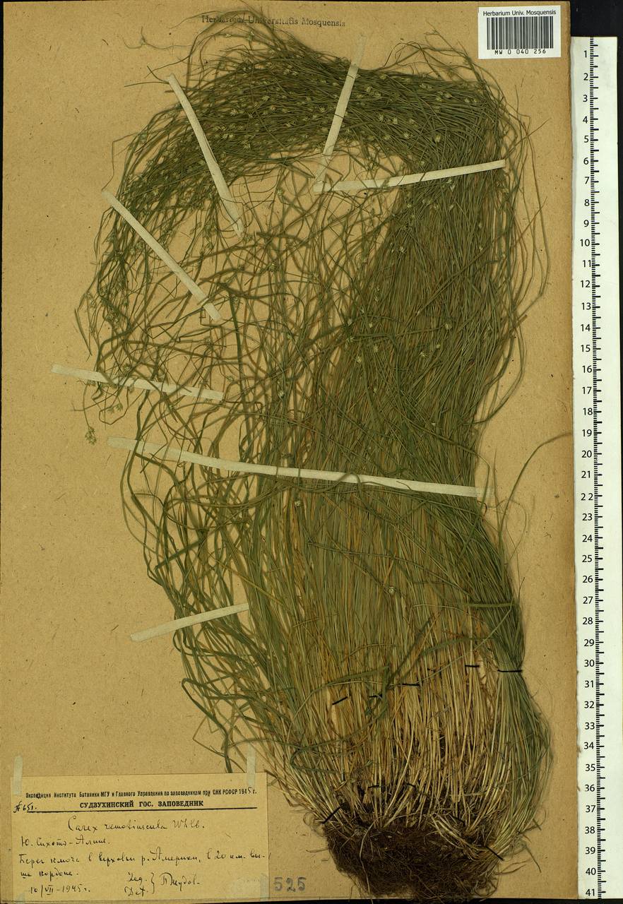 Carex remotiuscula Wahlenb., Siberia, Russian Far East (S6) (Russia)