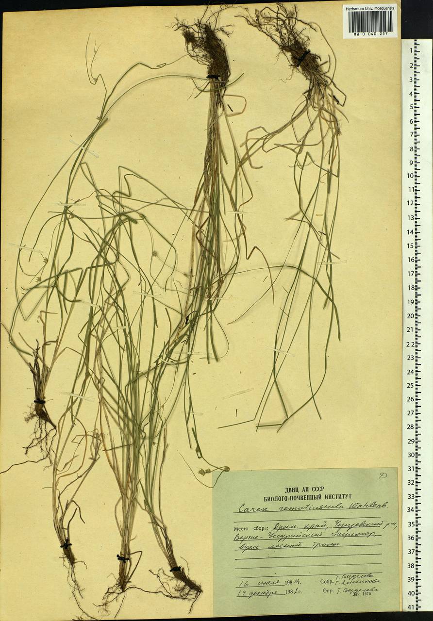 Carex remotiuscula Wahlenb., Siberia, Russian Far East (S6) (Russia)