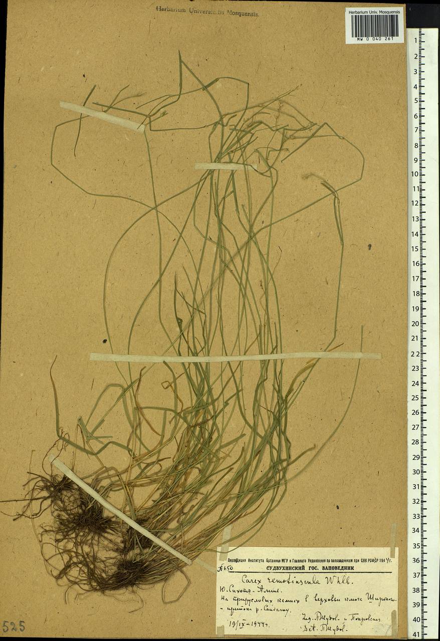 Carex remotiuscula Wahlenb., Siberia, Russian Far East (S6) (Russia)