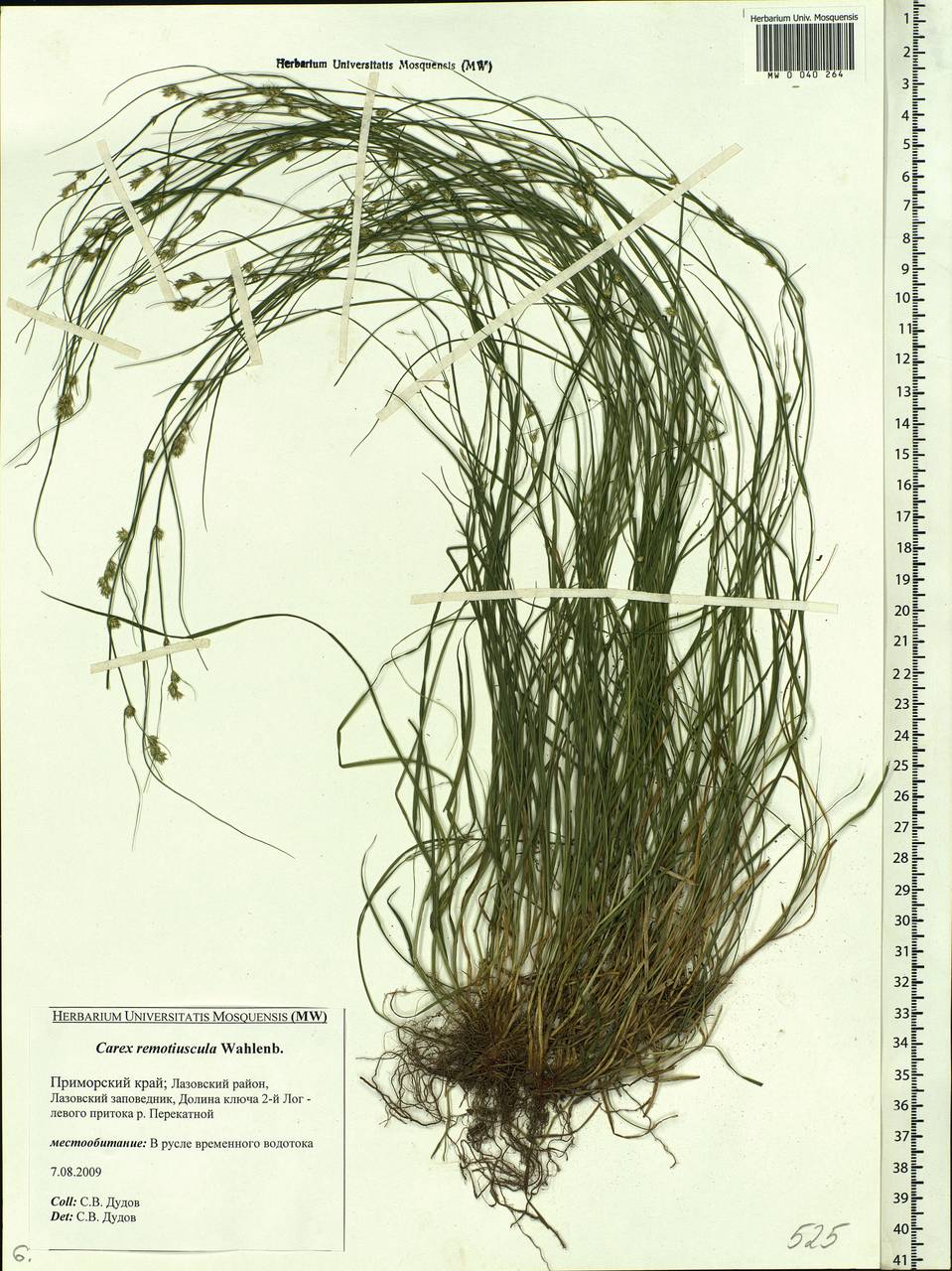 Carex remotiuscula Wahlenb., Siberia, Russian Far East (S6) (Russia)
