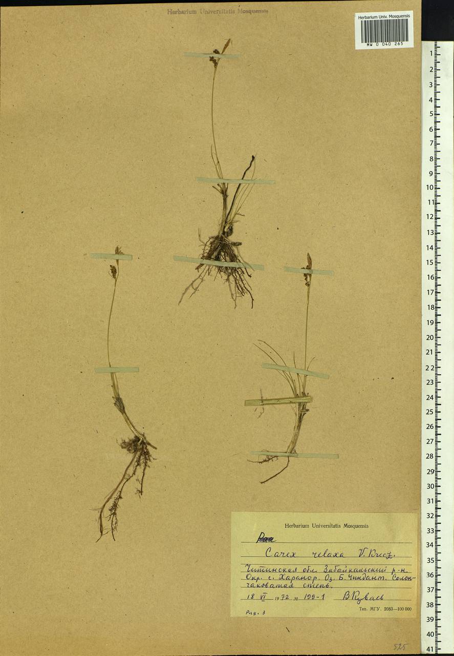 Carex relaxa V.I.Krecz., Siberia, Baikal & Transbaikal region (S4) (Russia)