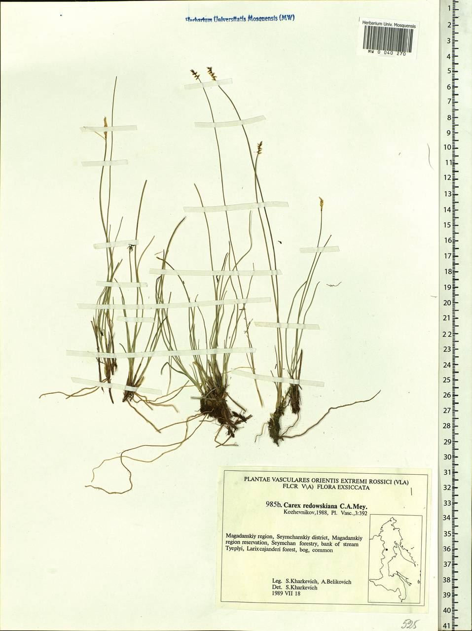 Carex parallela subsp. redowskiana (C.A.Mey.) T.V.Egorova, Siberia, Chukotka & Kamchatka (S7) (Russia)
