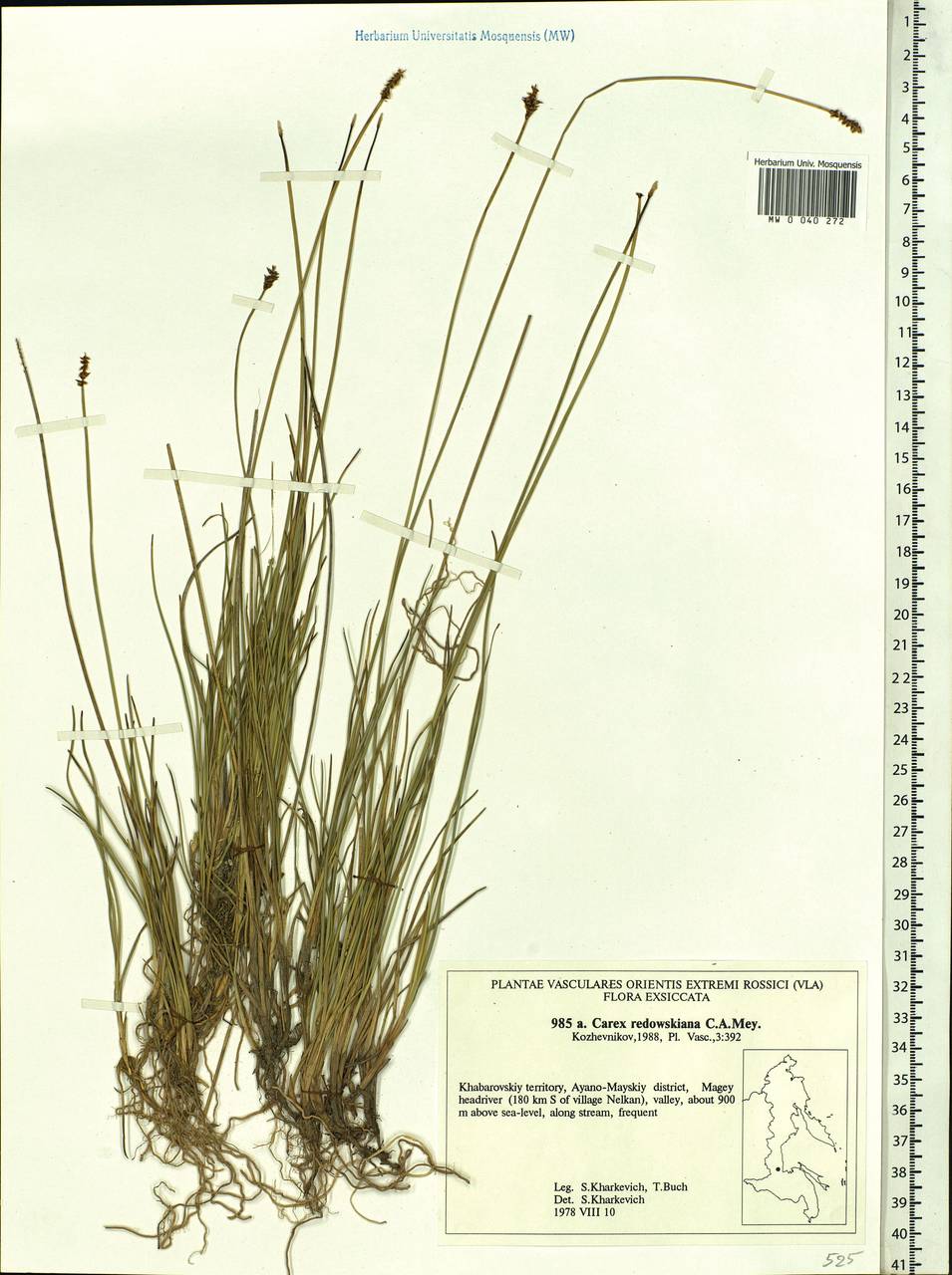 Carex parallela subsp. redowskiana (C.A.Mey.) T.V.Egorova, Siberia, Russian Far East (S6) (Russia)