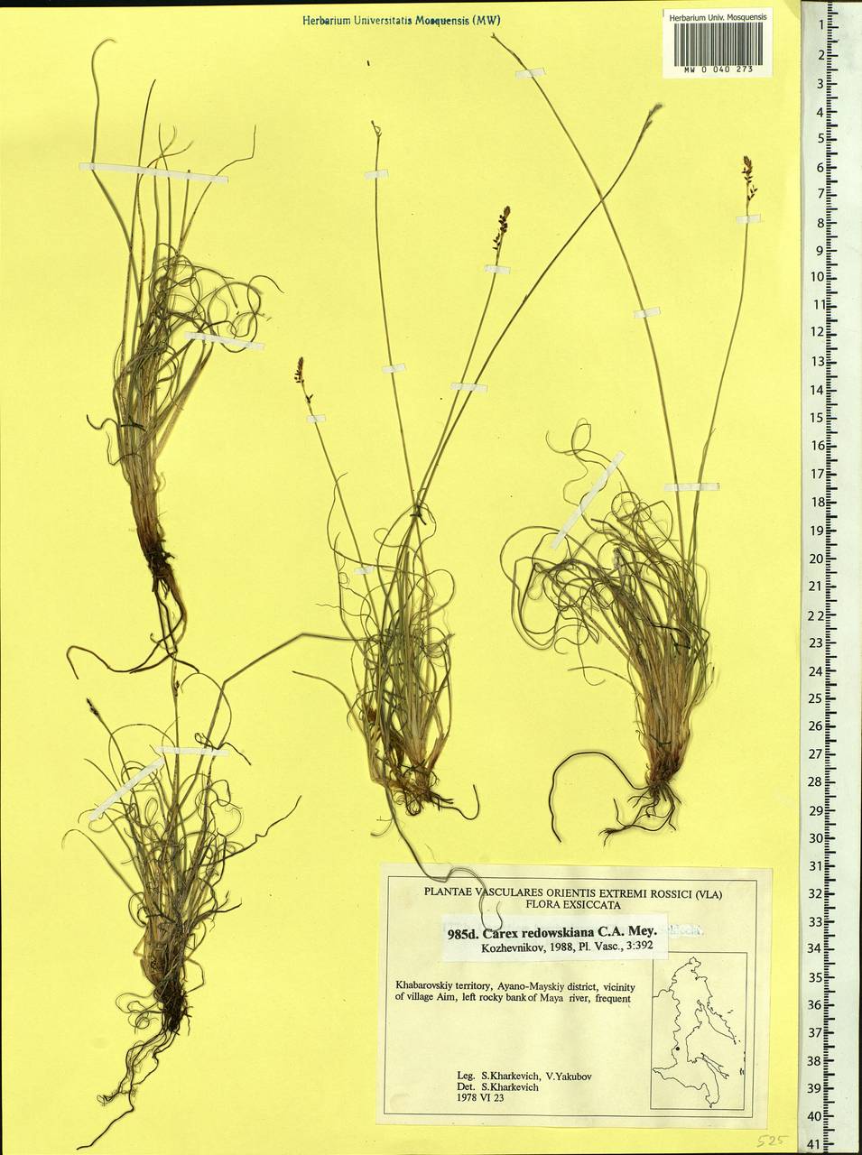 Carex parallela subsp. redowskiana (C.A.Mey.) T.V.Egorova, Siberia, Russian Far East (S6) (Russia)