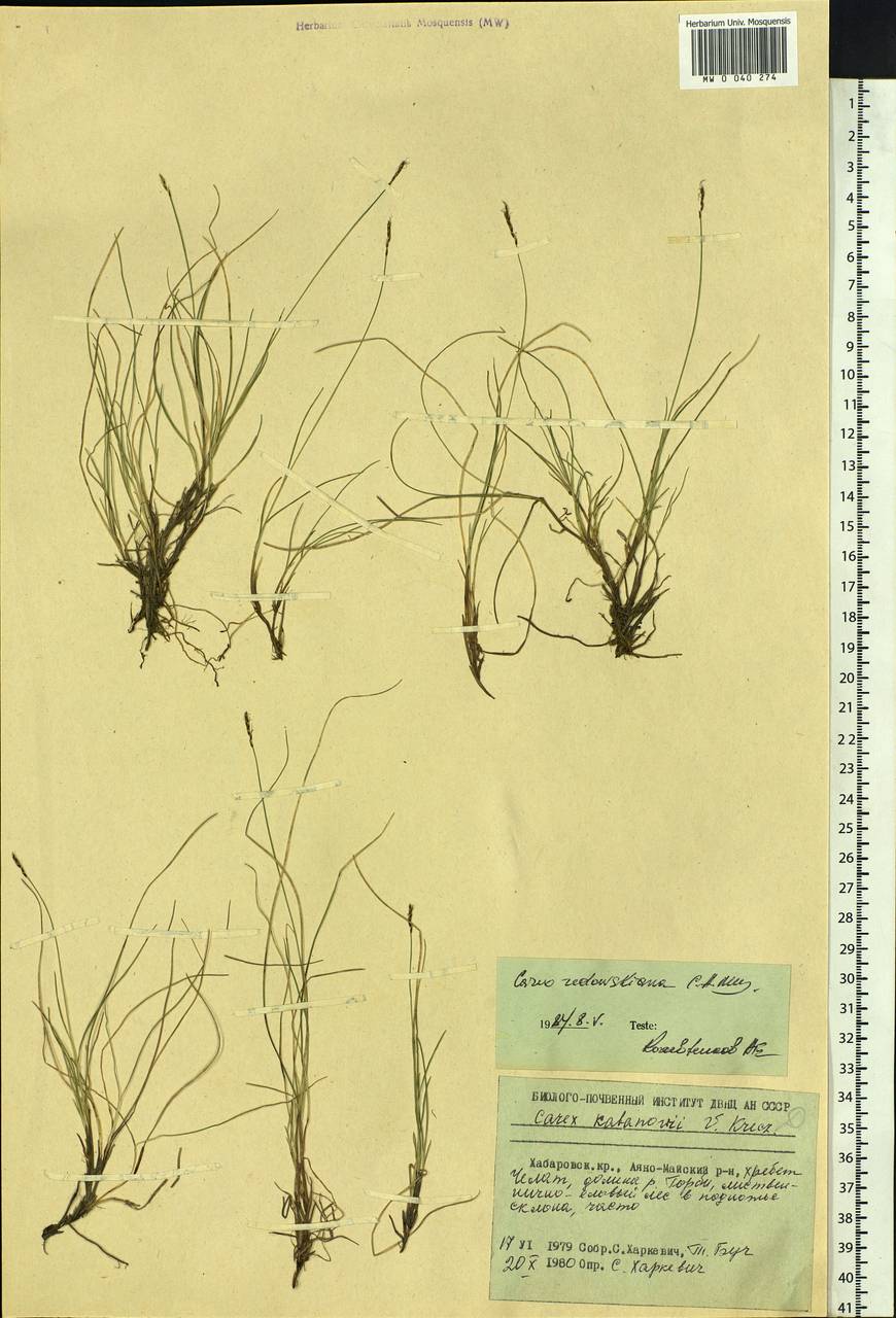Carex parallela subsp. redowskiana (C.A.Mey.) T.V.Egorova, Siberia, Russian Far East (S6) (Russia)