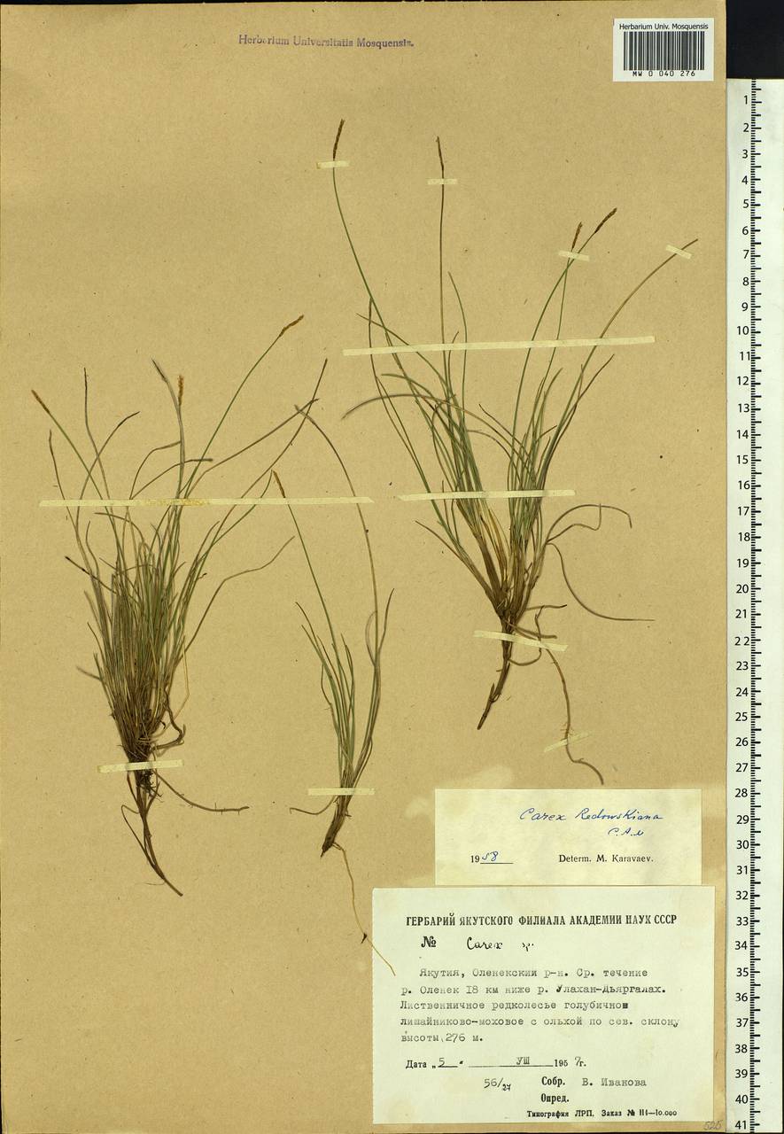 Carex parallela subsp. redowskiana (C.A.Mey.) T.V.Egorova, Siberia, Yakutia (S5) (Russia)