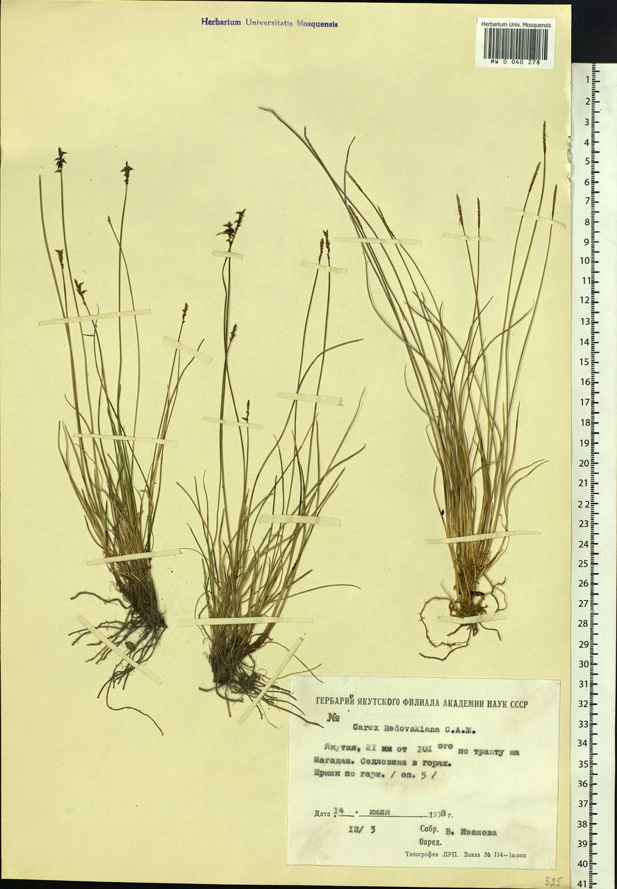 Carex parallela subsp. redowskiana (C.A.Mey.) T.V.Egorova, Siberia, Yakutia (S5) (Russia)