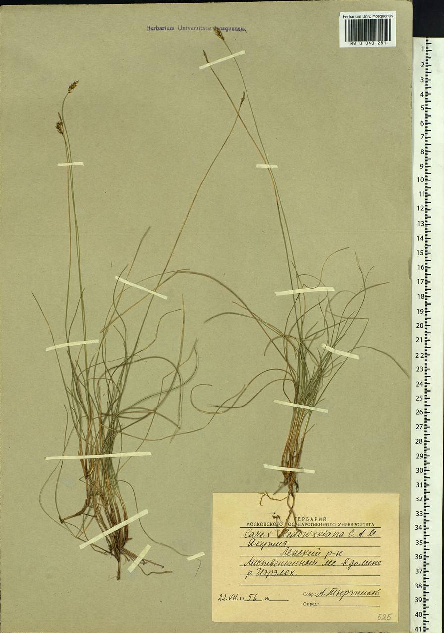 Carex parallela subsp. redowskiana (C.A.Mey.) T.V.Egorova, Siberia, Yakutia (S5) (Russia)