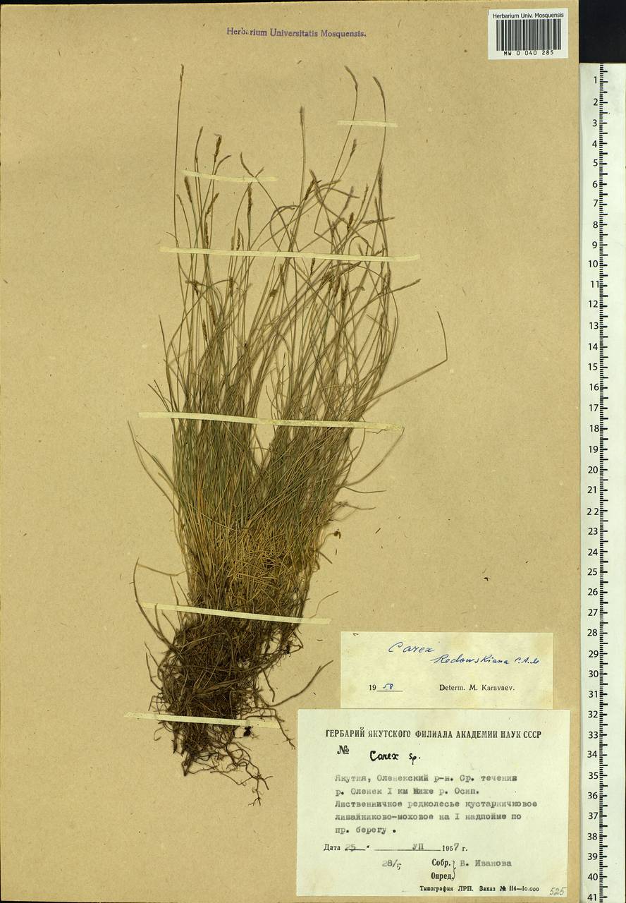 Carex parallela subsp. redowskiana (C.A.Mey.) T.V.Egorova, Siberia, Yakutia (S5) (Russia)