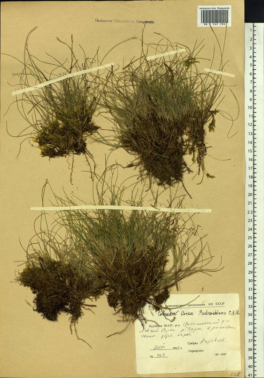 Carex parallela subsp. redowskiana (C.A.Mey.) T.V.Egorova, Siberia, Yakutia (S5) (Russia)