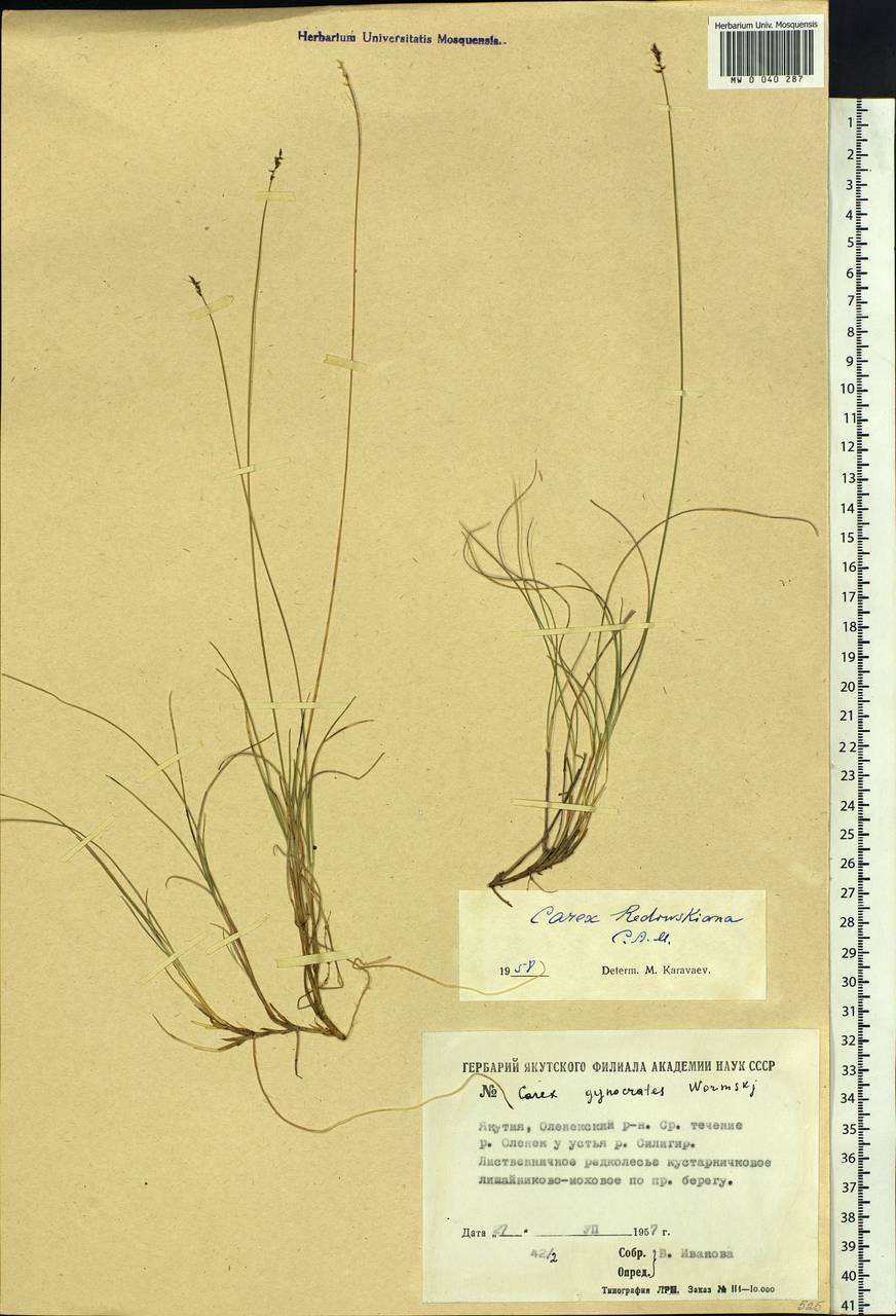 Carex parallela subsp. redowskiana (C.A.Mey.) T.V.Egorova, Siberia, Yakutia (S5) (Russia)