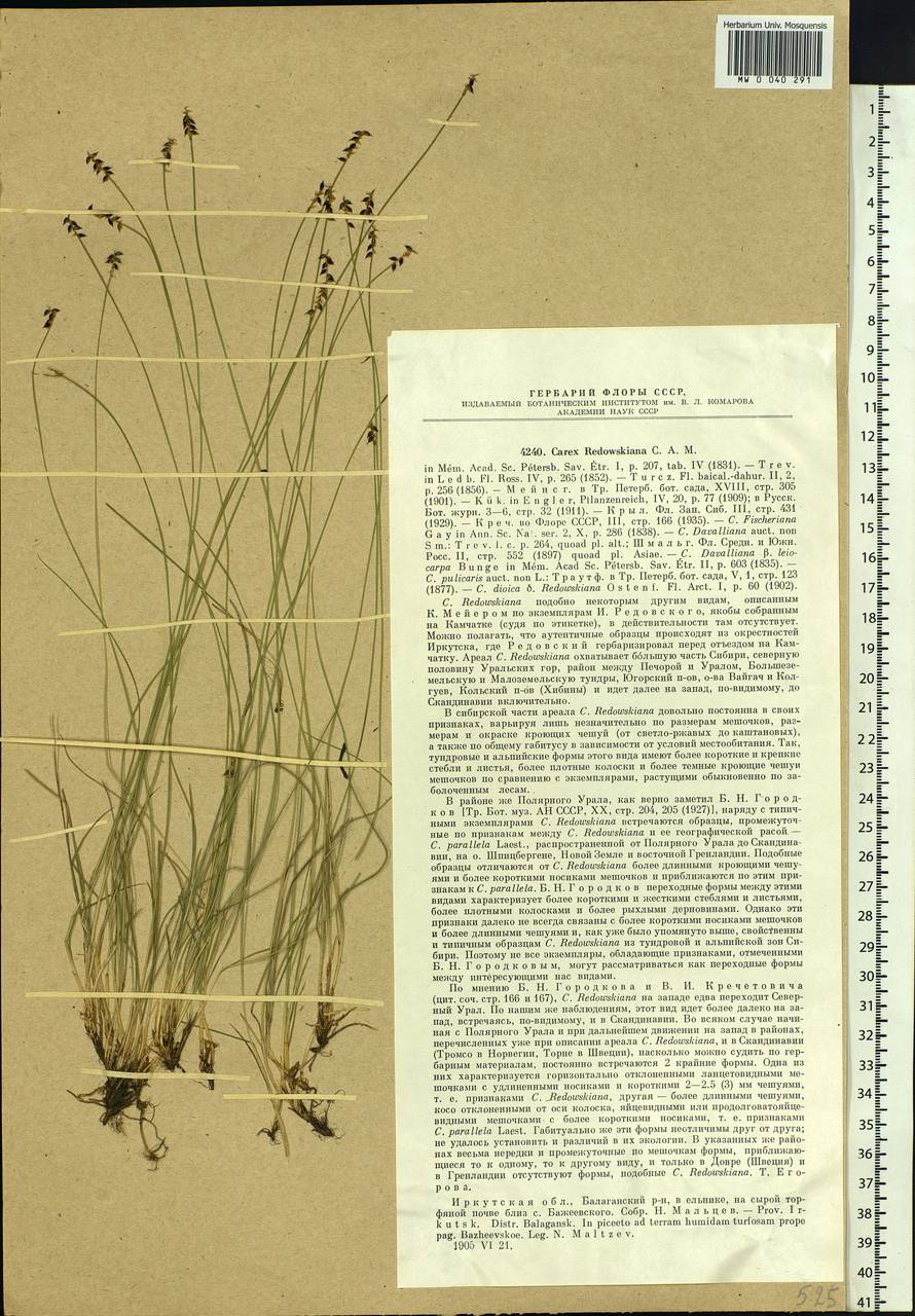 Carex parallela subsp. redowskiana (C.A.Mey.) T.V.Egorova, Siberia, Baikal & Transbaikal region (S4) (Russia)