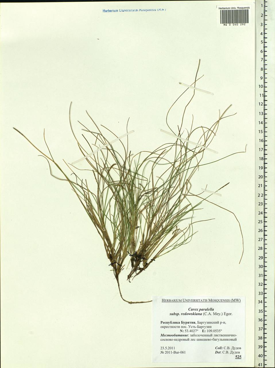 Carex parallela subsp. redowskiana (C.A.Mey.) T.V.Egorova, Siberia, Baikal & Transbaikal region (S4) (Russia)