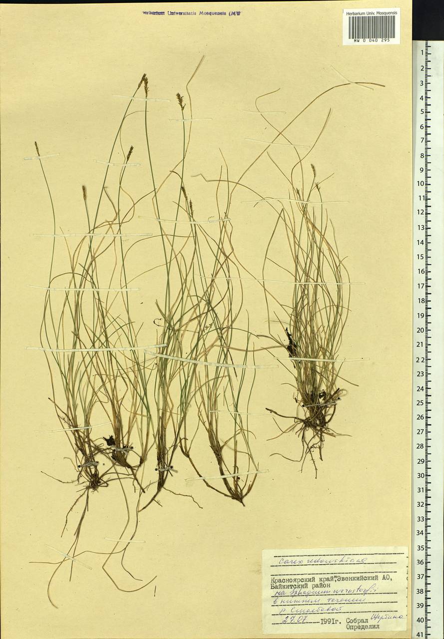 Carex parallela subsp. redowskiana (C.A.Mey.) T.V.Egorova, Siberia, Central Siberia (S3) (Russia)