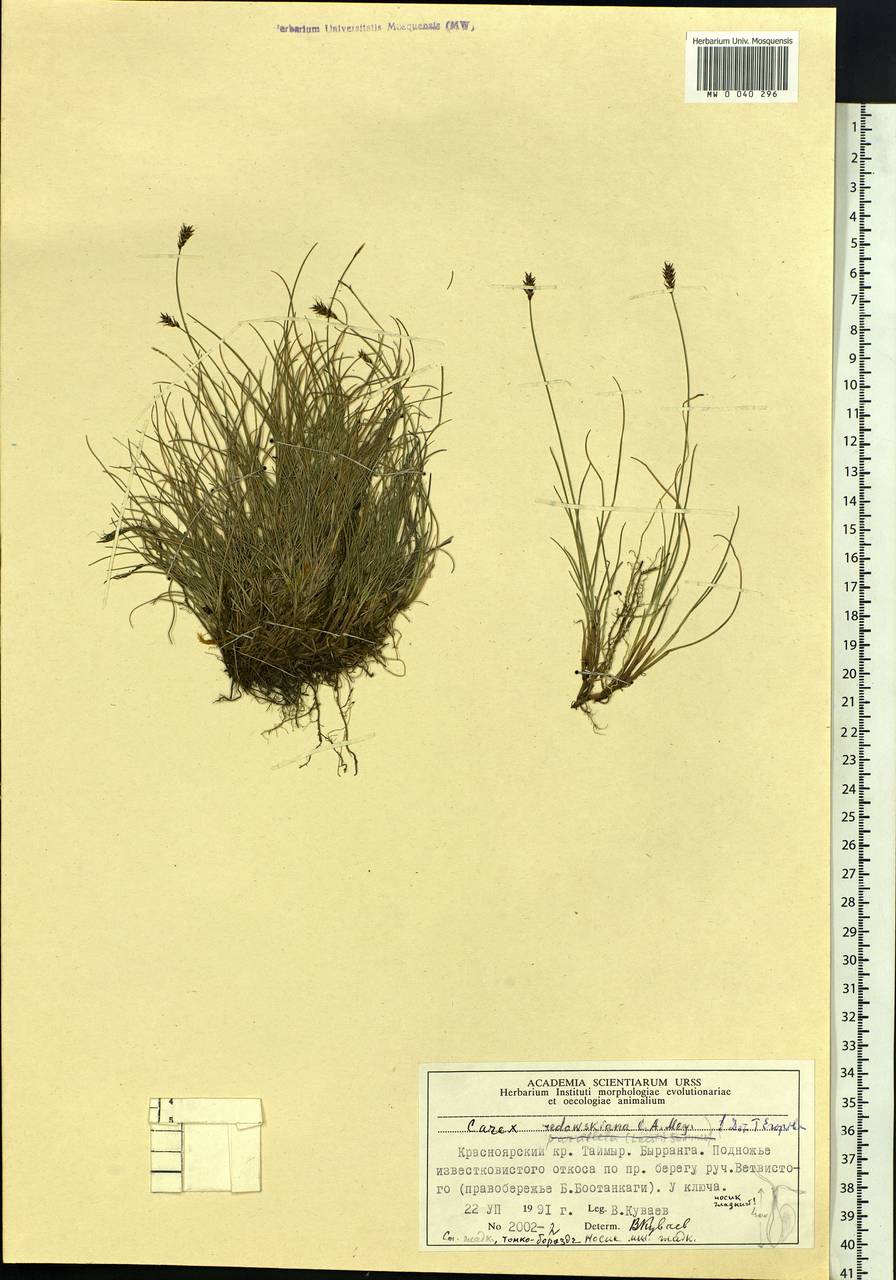 Carex parallela subsp. redowskiana (C.A.Mey.) T.V.Egorova, Siberia, Central Siberia (S3) (Russia)