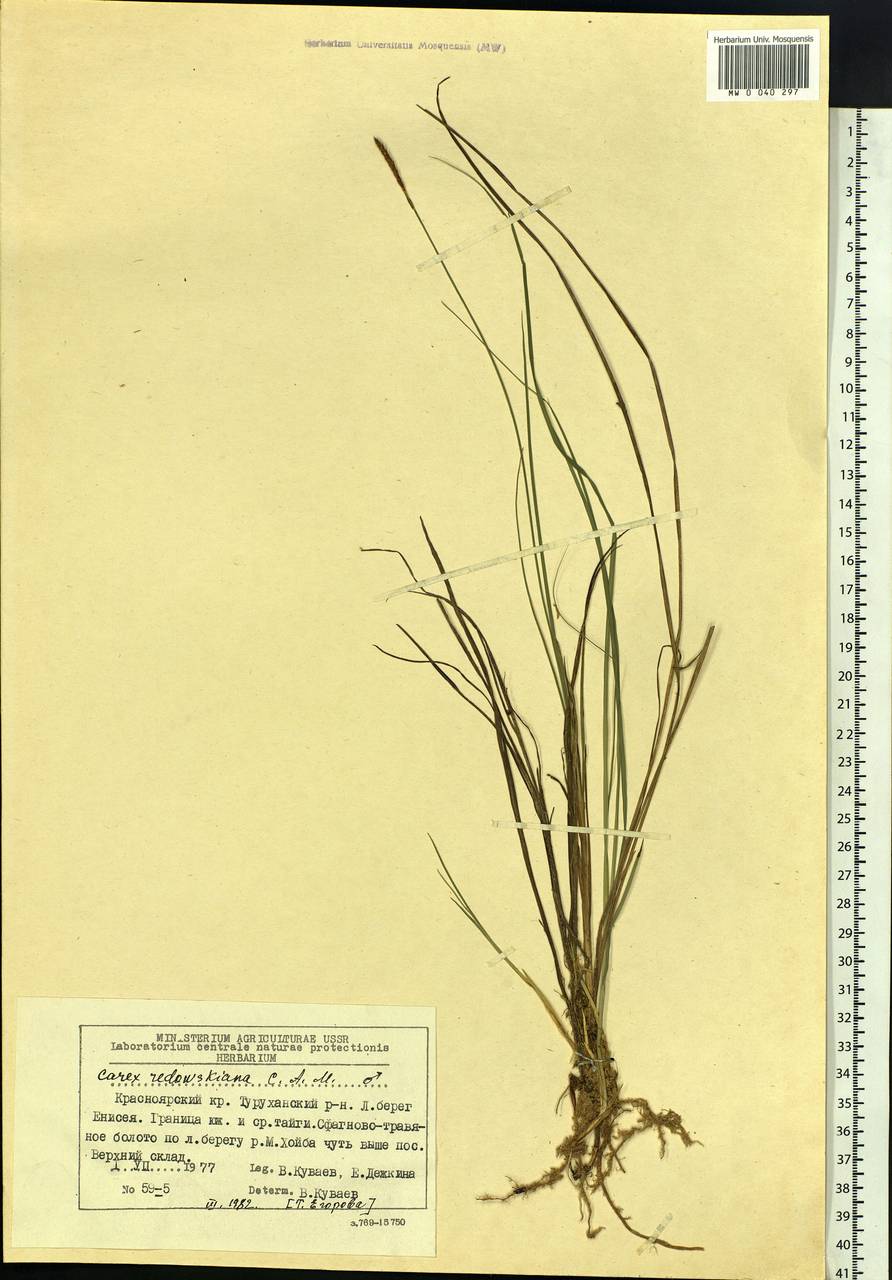 Carex parallela subsp. redowskiana (C.A.Mey.) T.V.Egorova, Siberia, Central Siberia (S3) (Russia)